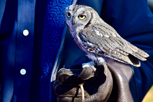 Western Screech-Owl