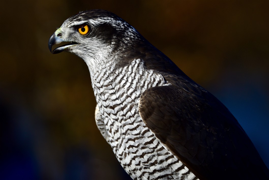 Goshawk Angles