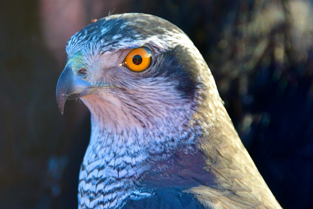 Reflected in the Eye