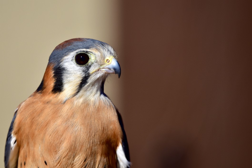 Dark Eye and Little Beak