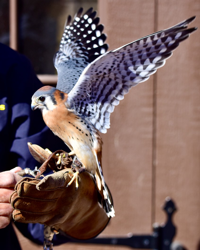 Kestrel Flaps