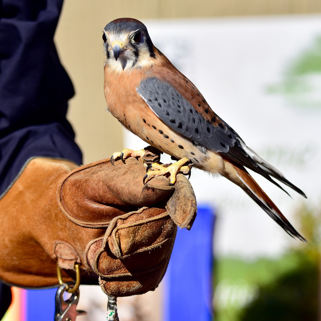 Kestrel Stare Back