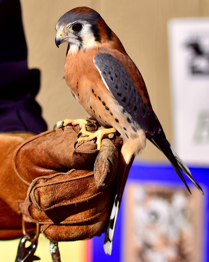 Littlest Falcon Hanging On