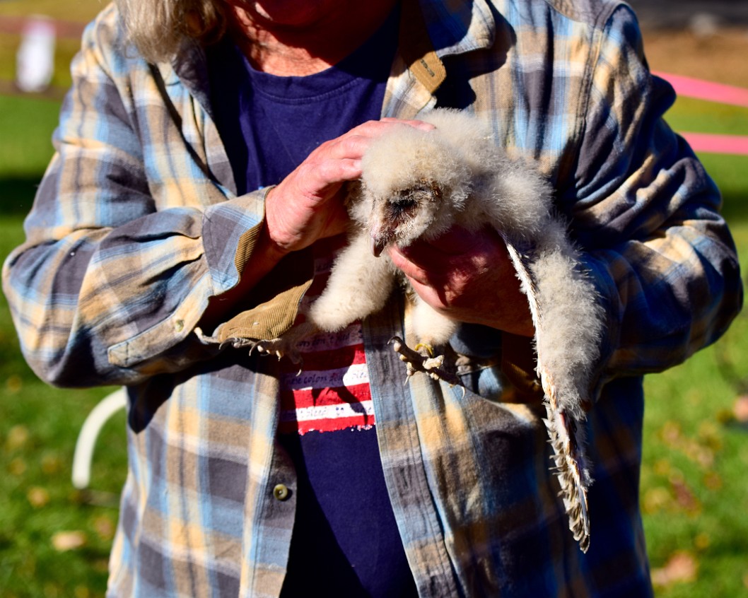 Fuzzy Baby Barn Owl 2