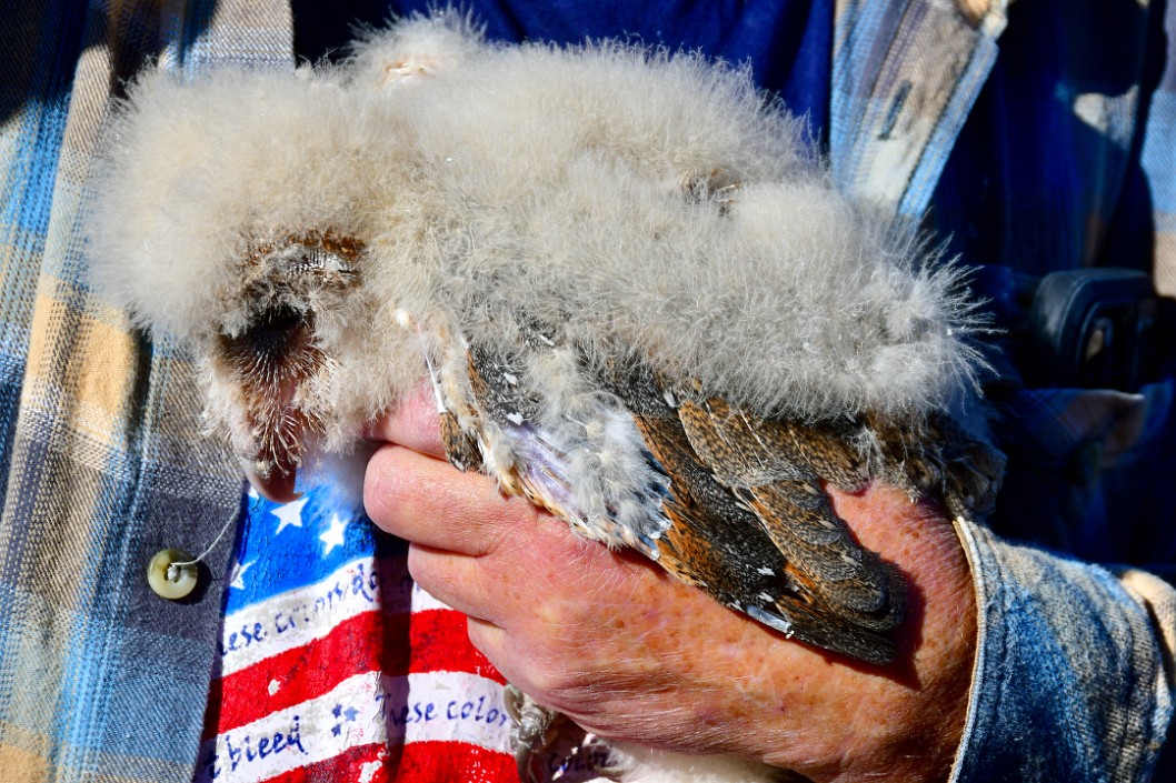 Fuzzy Baby Barn Owl 4