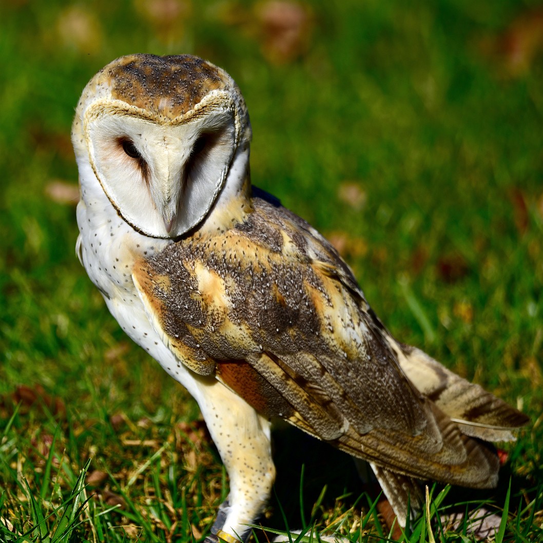 Long Barn Owl Face