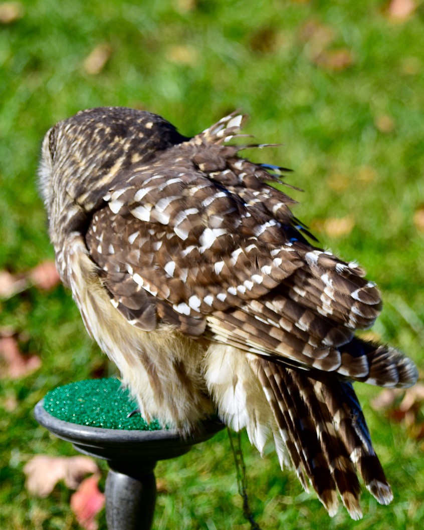 Feathers in the Wind