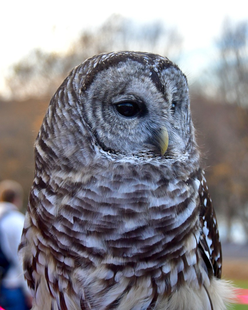 Round Face