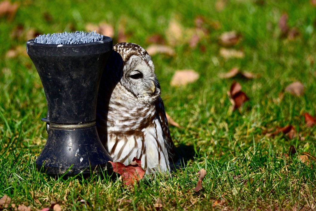 Sleepy by the Pedestal