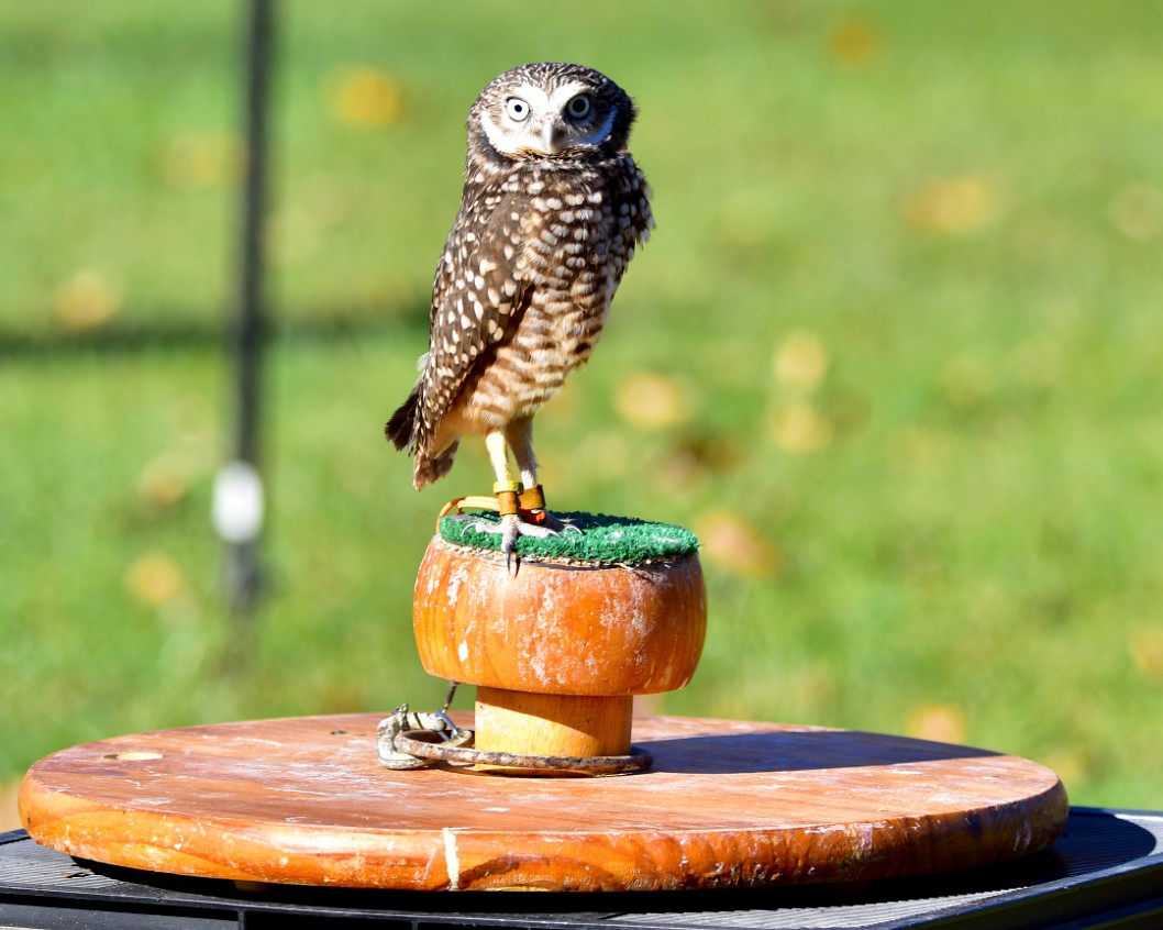 A Very Proud Burrowing Owl