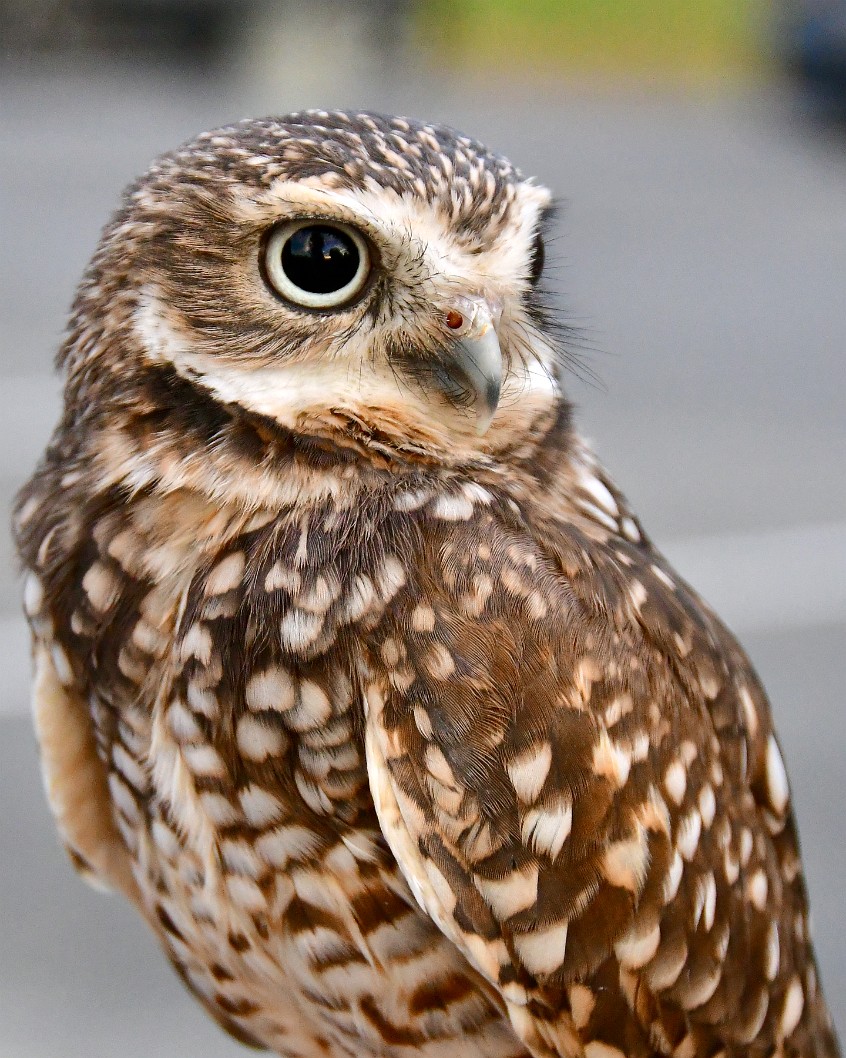 Big Eyes and Sharp Beak