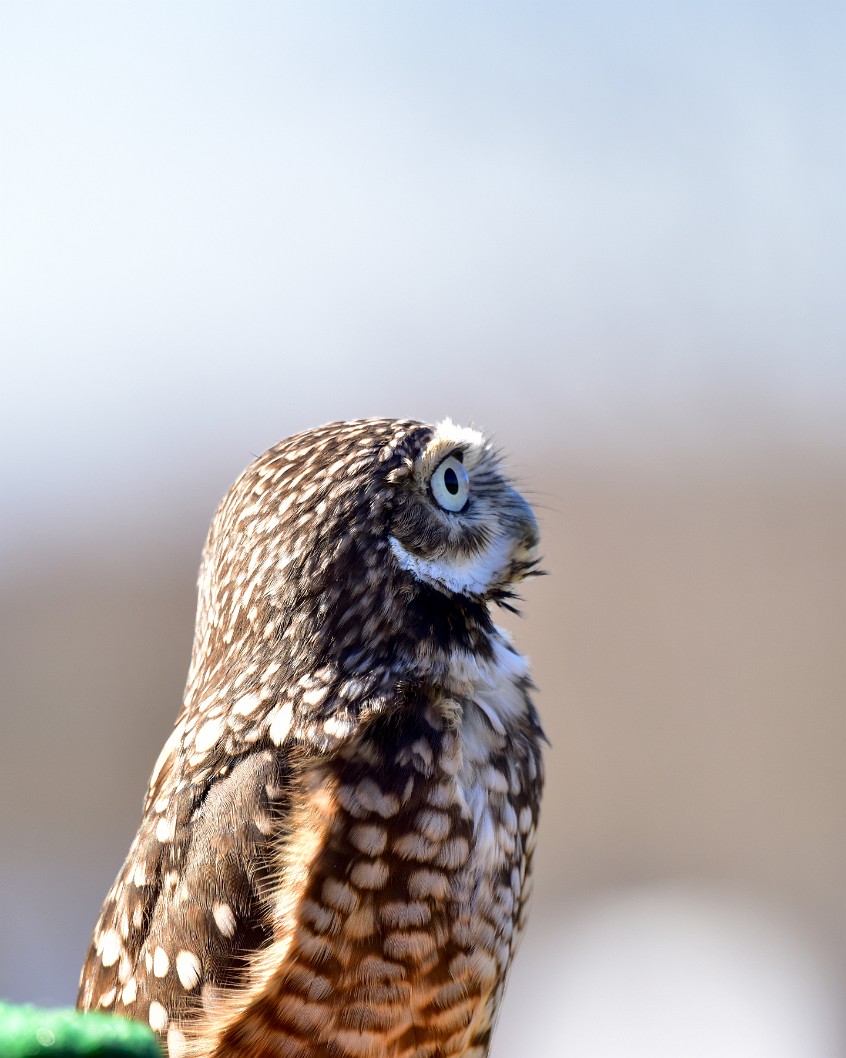 Burrowing owl Look Up 1