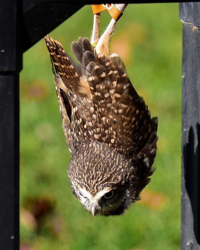 Hanging Burrowing Owl