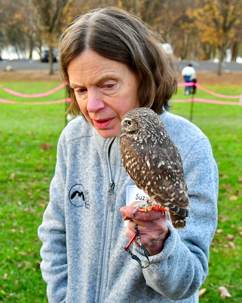 Paying Attention to the Burrowing Owl