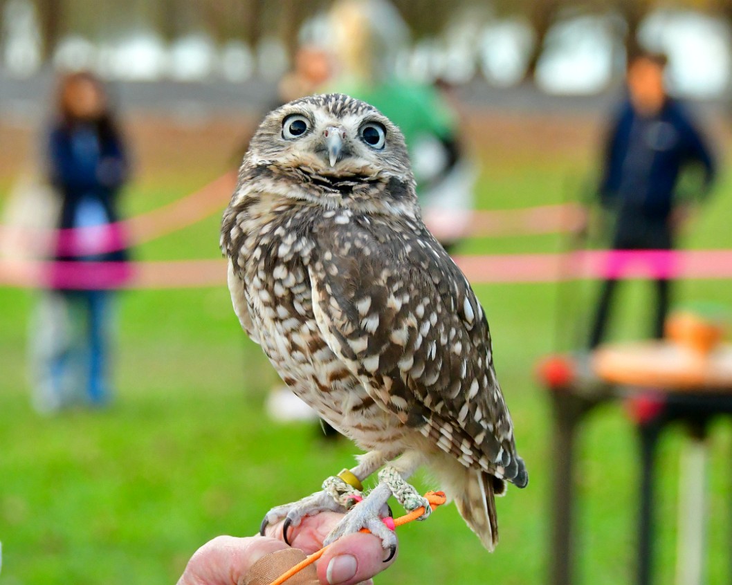 That Burrowing Owl Attitude