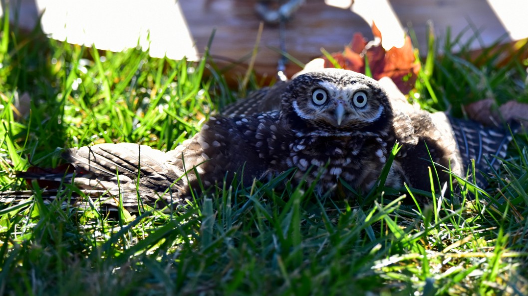 Wings Spread Out on the Ground