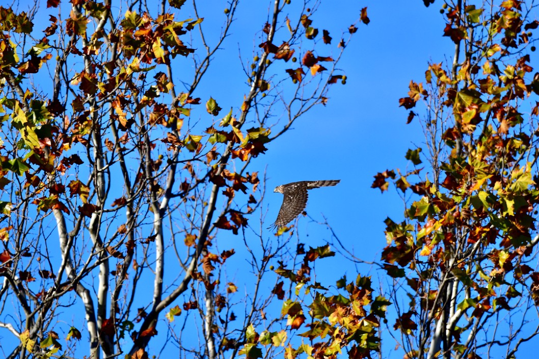 Coopers Through the Trees