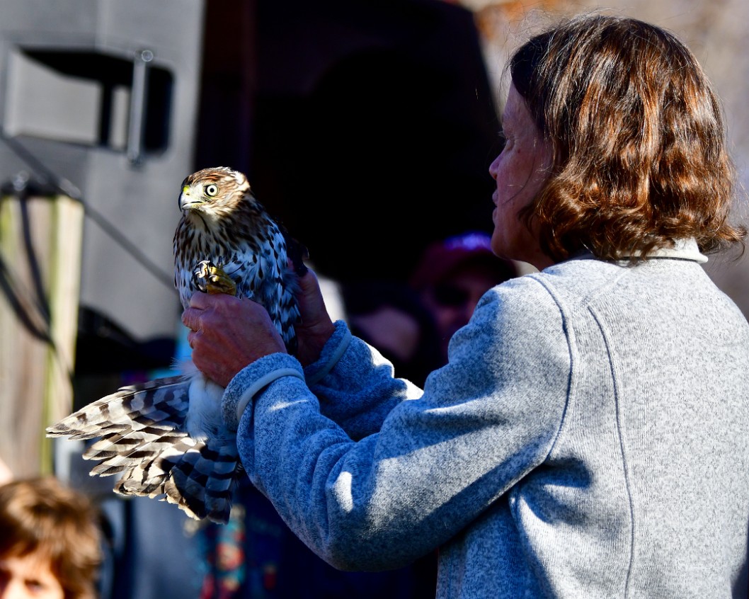 Holding a Nervous Coopers Hawk