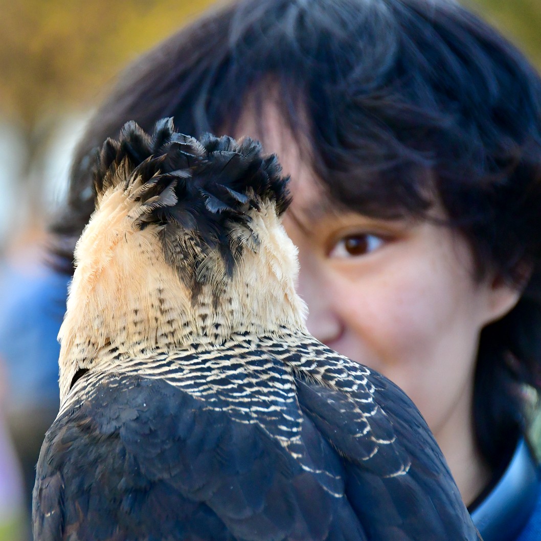 Rear Head Feathers