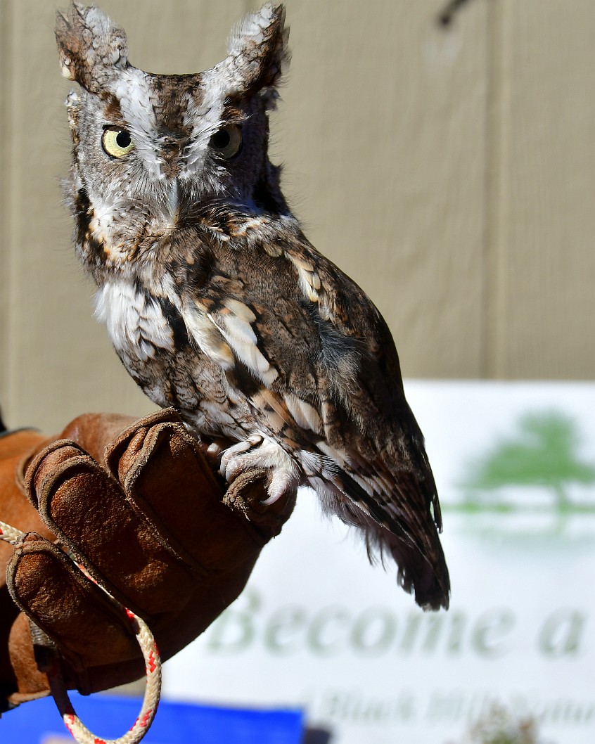 Eastern Screech Stare Back