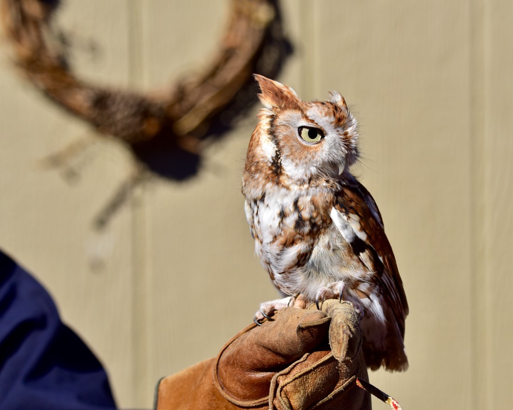 In Brownish-Red and White