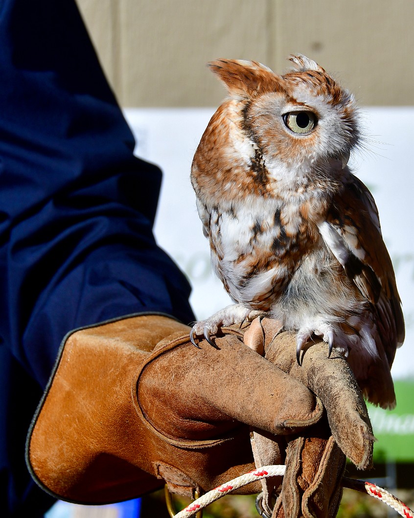 Red Morph Eastern Screech-Owl Looking Away