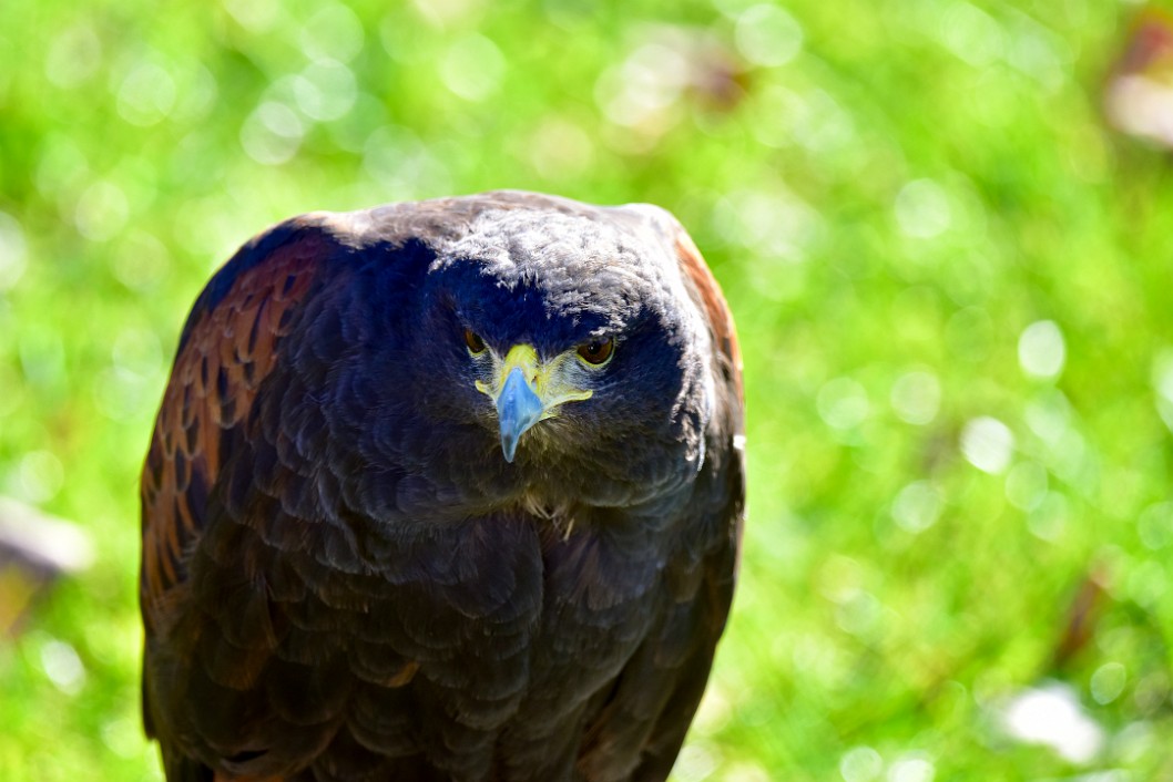 Brown Feathers Flow