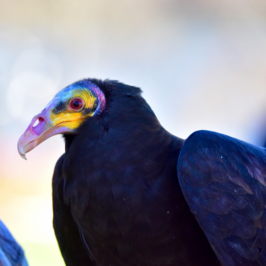 A Right Regal Vulture