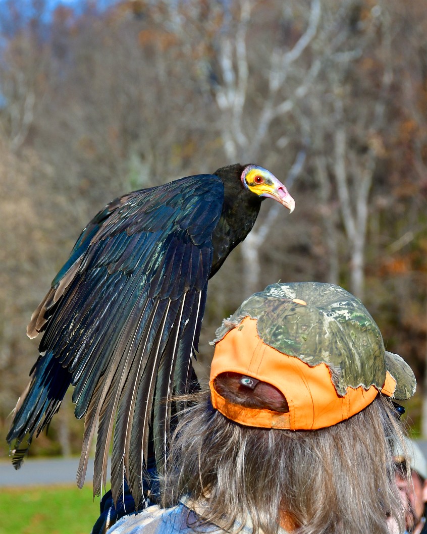 Iridescent Feathers