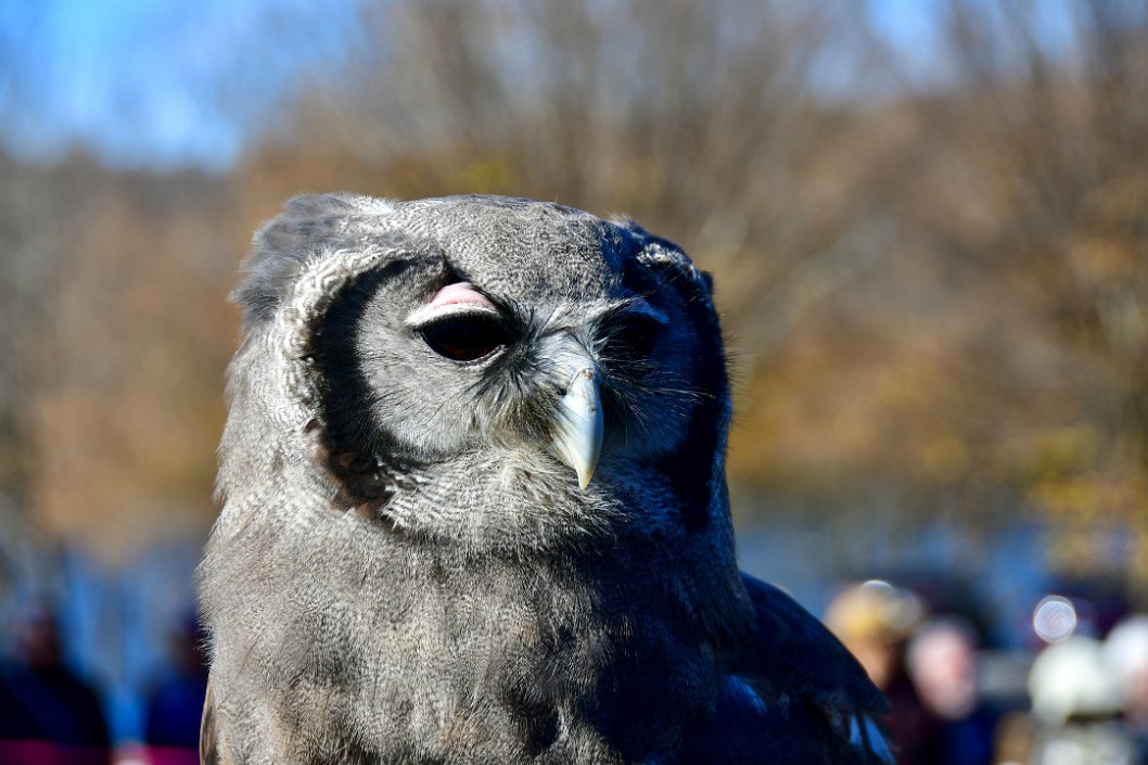 Fuzzy Feathers Under Eyes