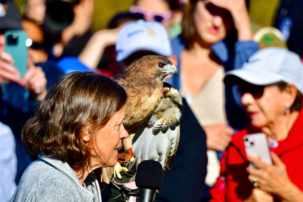 Fierce Hawk Look