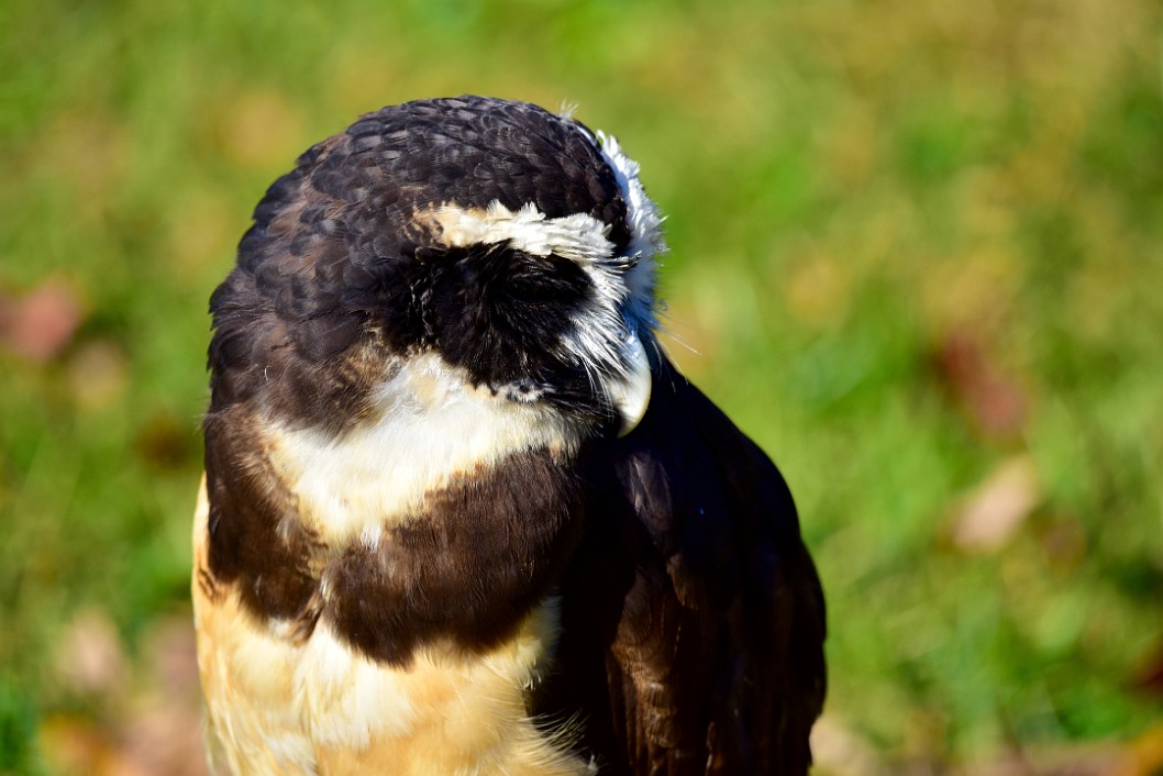 Defined Feathers