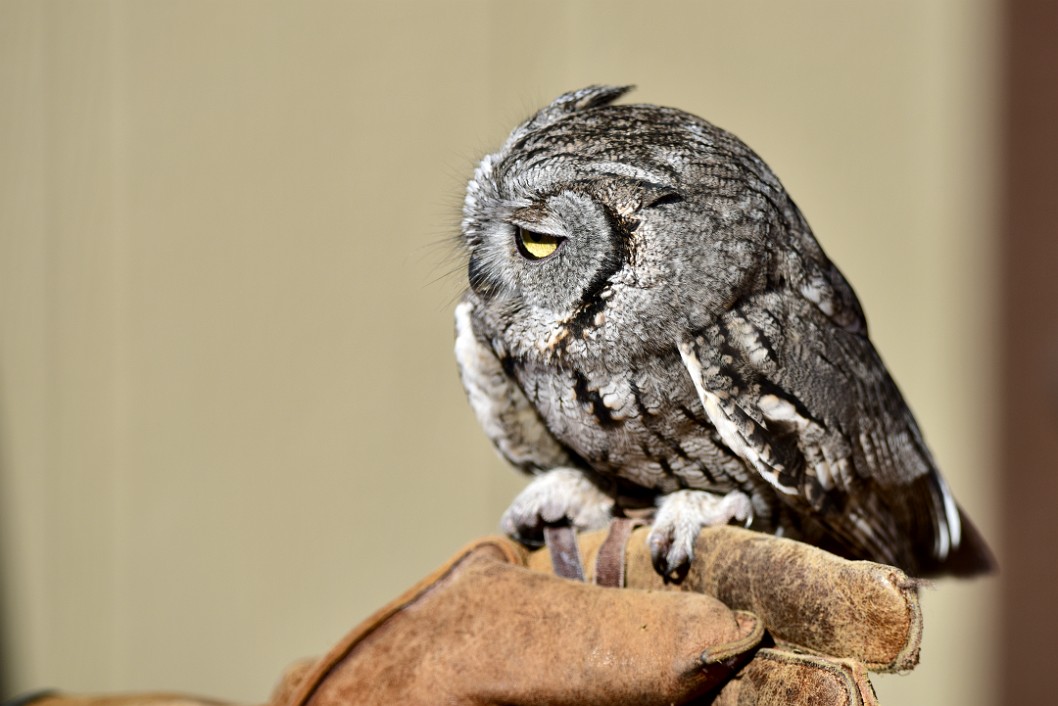 Little Owl in the Light