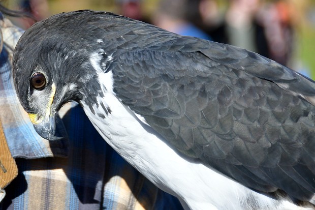 Augur Buzzard