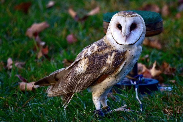 Barn Owls