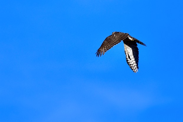 Cooper's Hawk Release