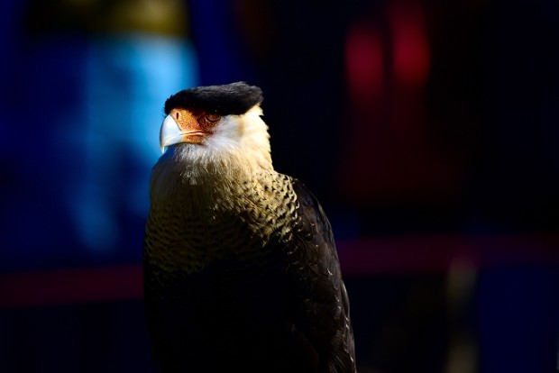 Crested Caracara