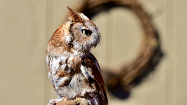 Eastern Screech-Owls