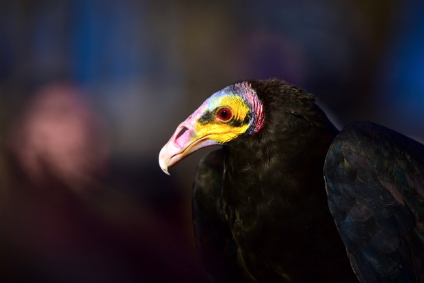 Lesser Yellow-Headed Vulture