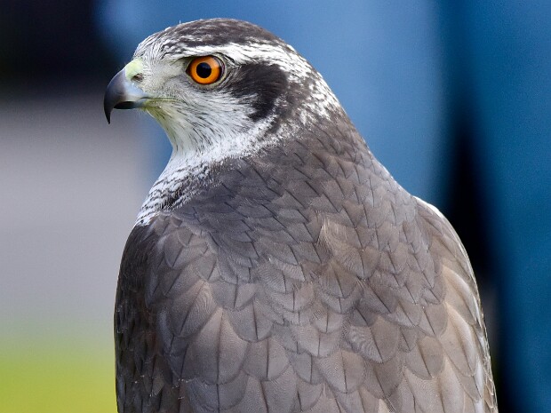 American Goshawk