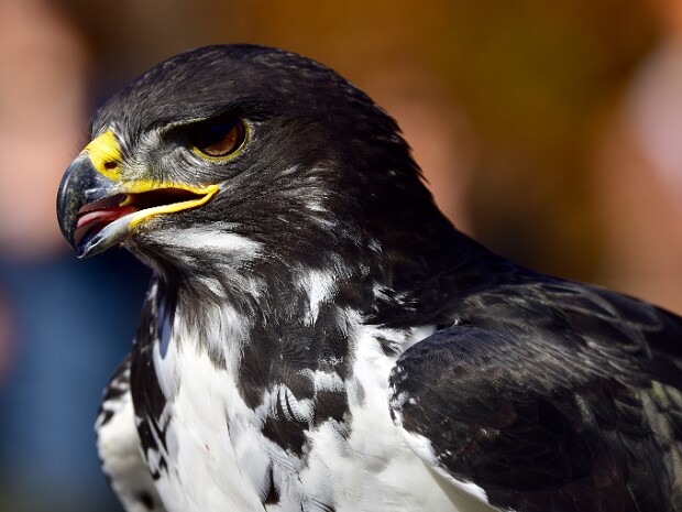 Augur Buzzard