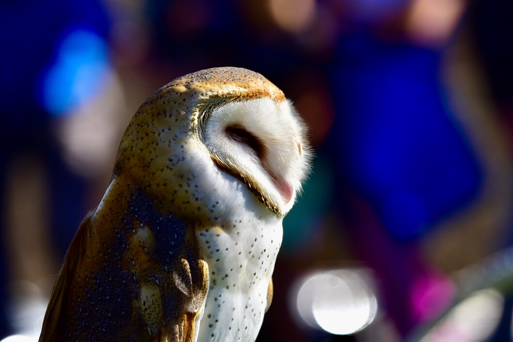 Eye Behind the Fluff