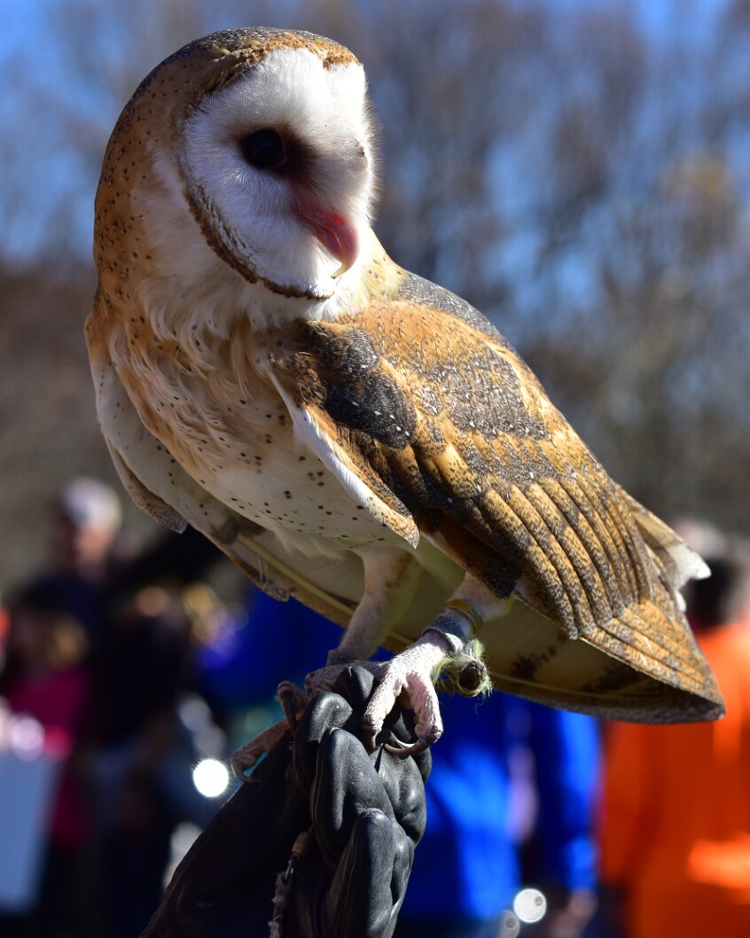 Regal Barn Owl