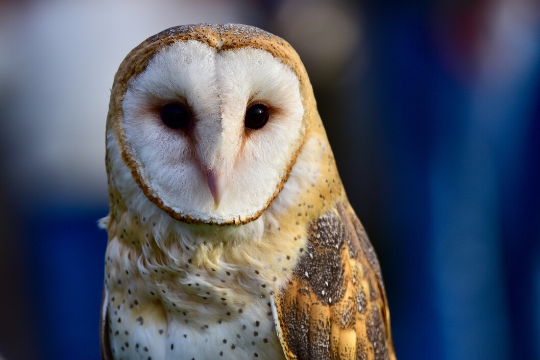 That Barn Owl Face On