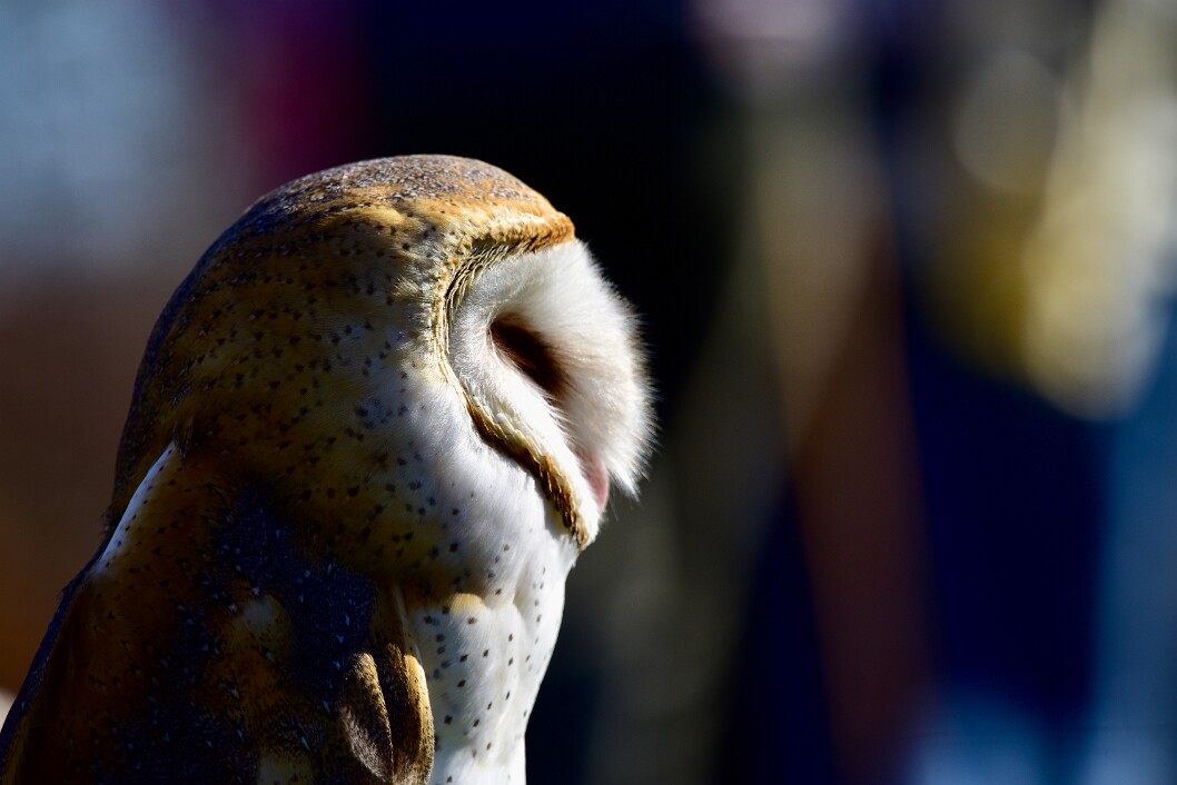 That Barn Owl Side Profile