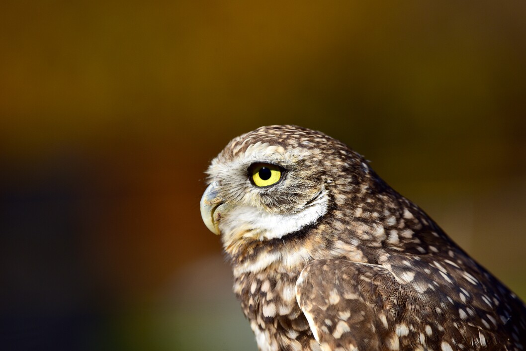 Little Owl With a Yellow Eye