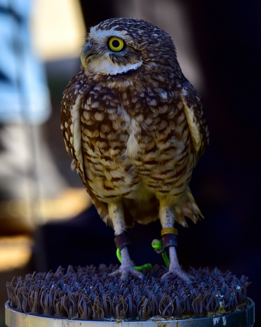 Long Legs, Little Owl