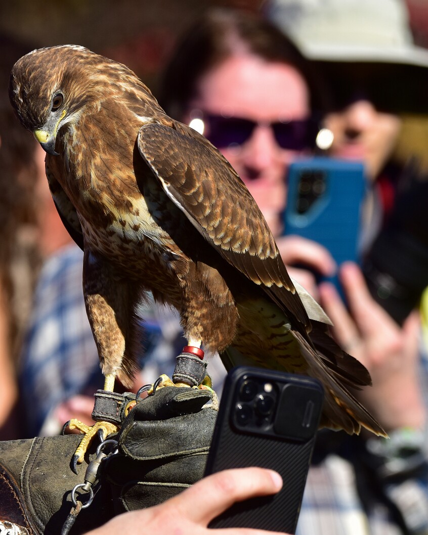 Everyone Wants a Photo