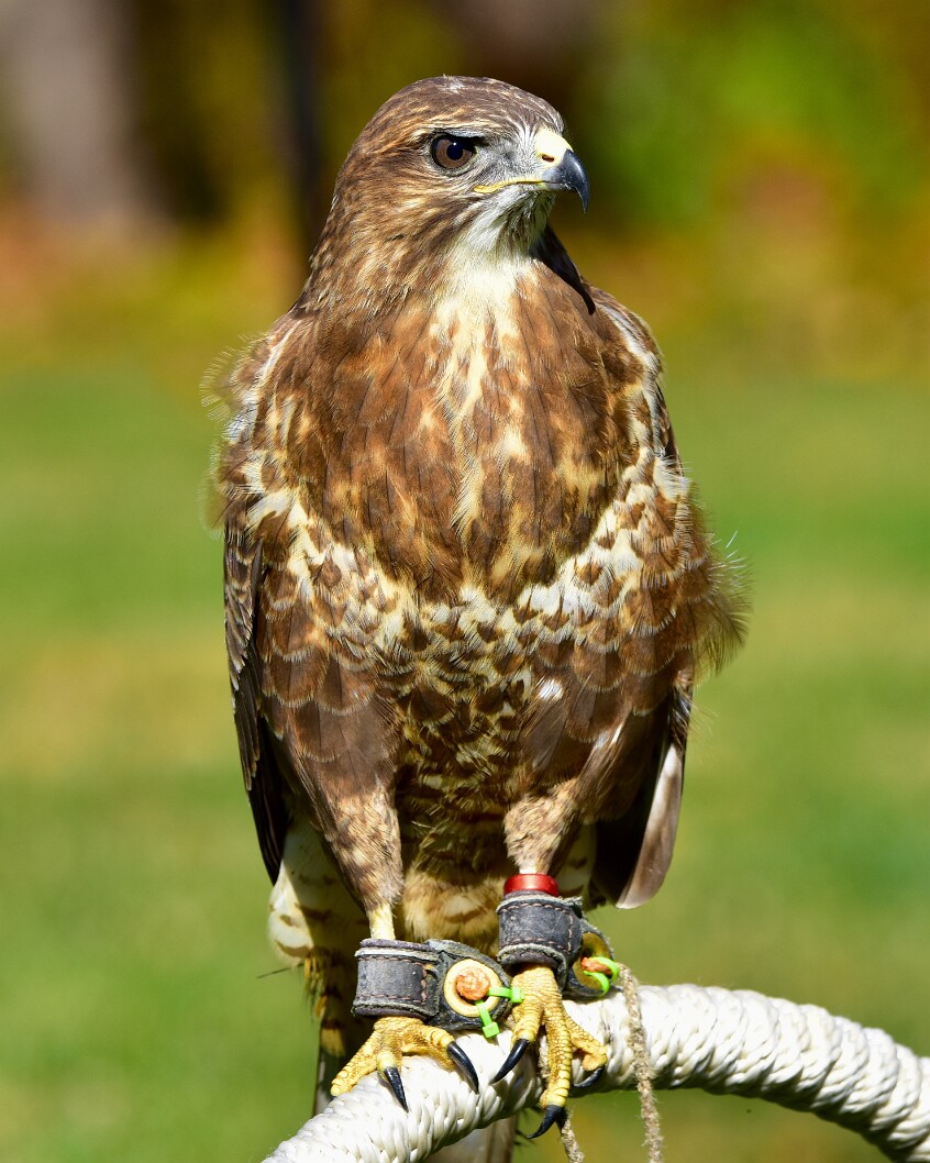 Hooked Beak and Talons