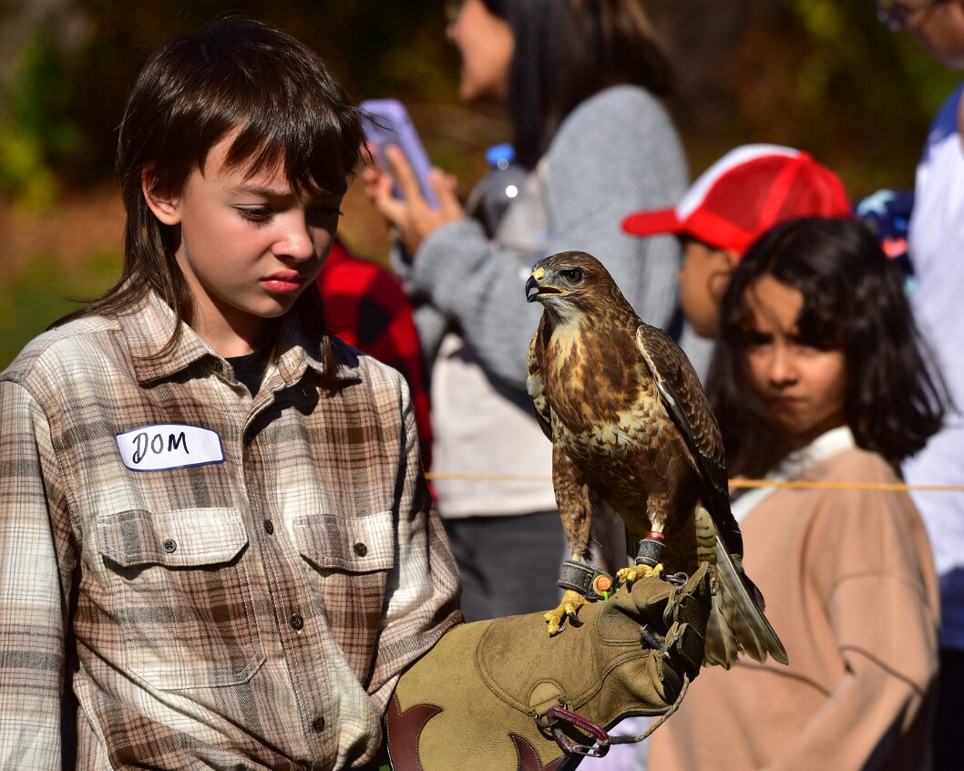 Youth and Hawk